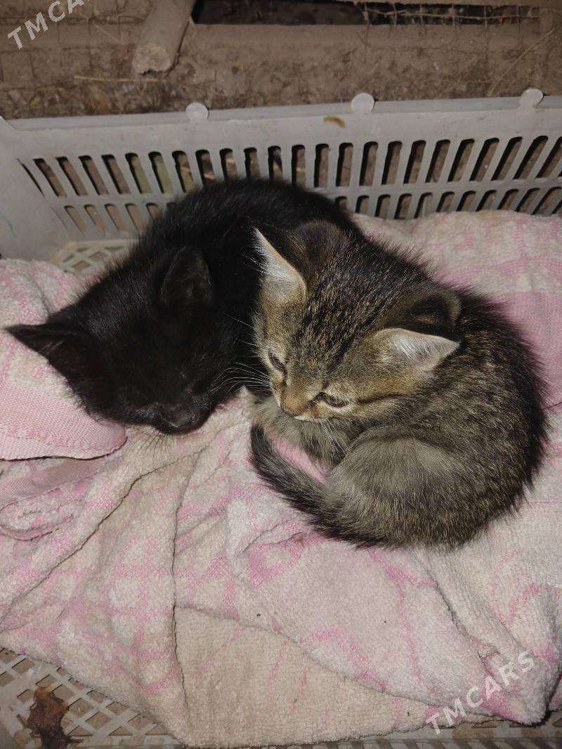 pisijikler - Дашогуз - img 3