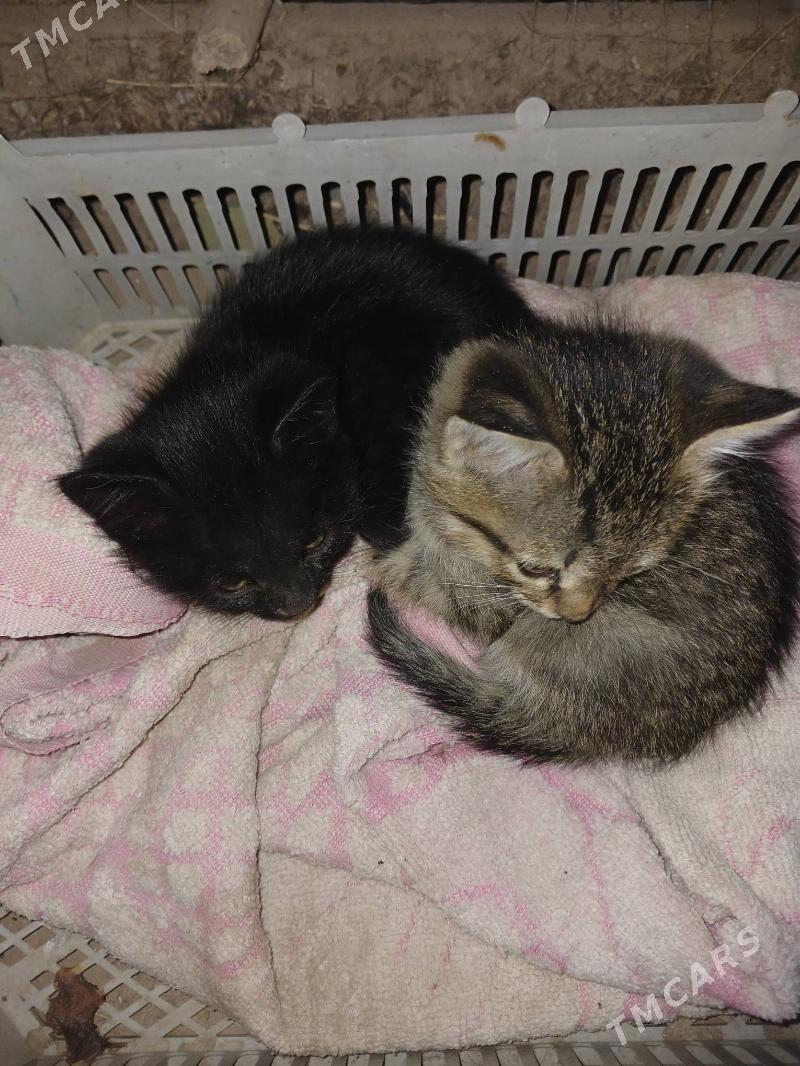 pisijikler - Дашогуз - img 4