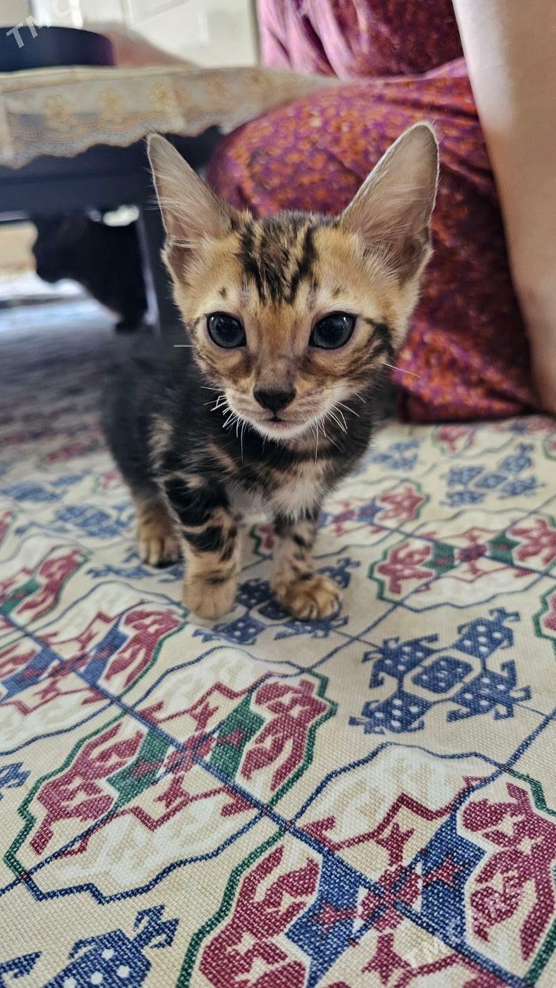 Bengal pisikler Бенгал кошки - Ашхабад - img 2