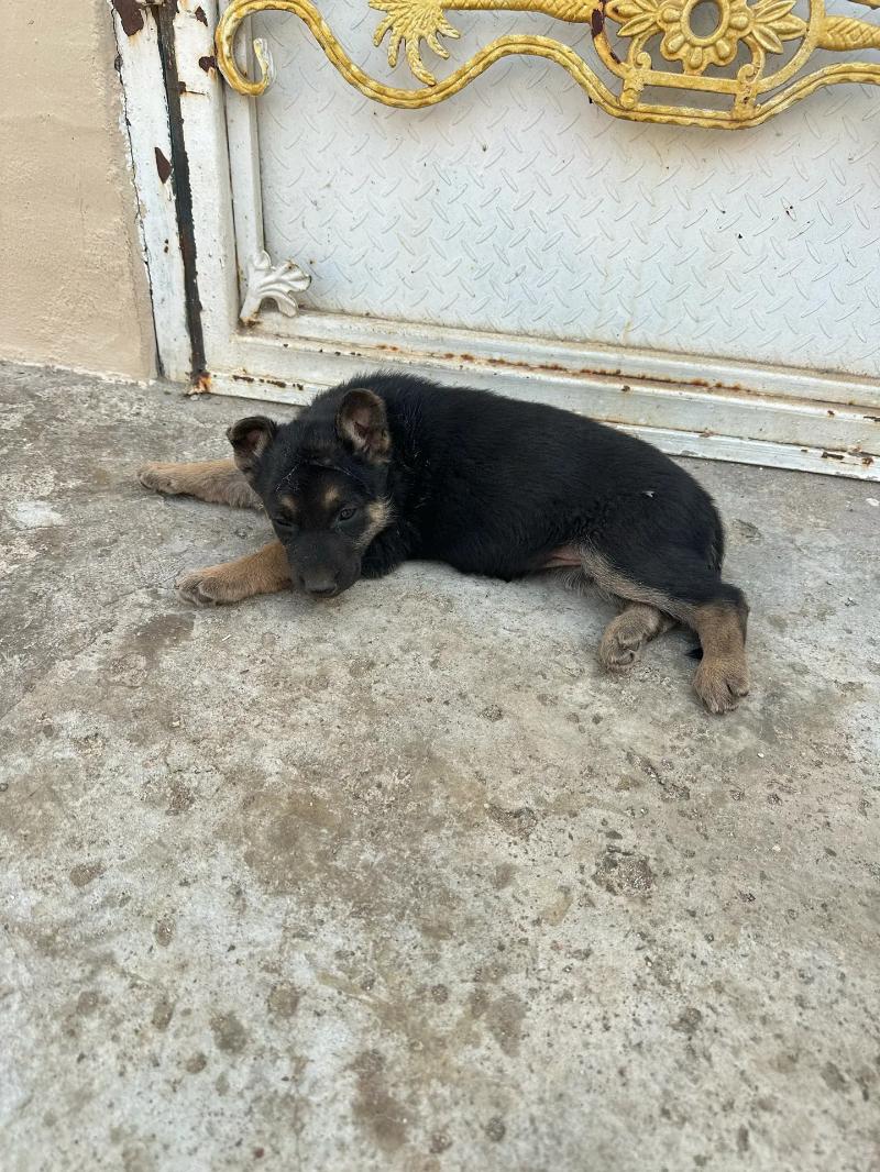 awçarka - Türkmenbaşy - img 1