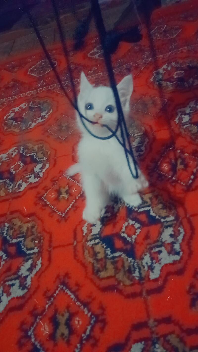 pishik - Дашогуз - img 1