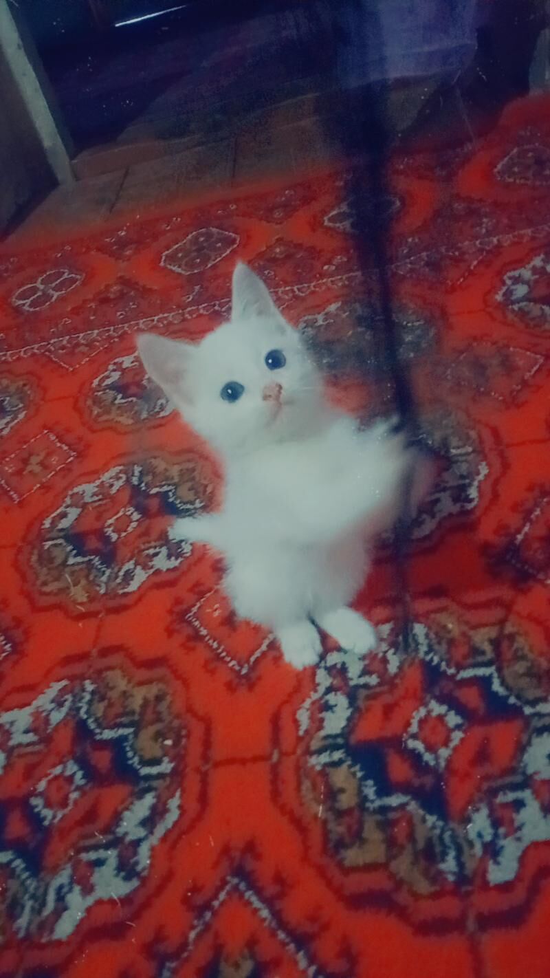 pishik - Дашогуз - img 2