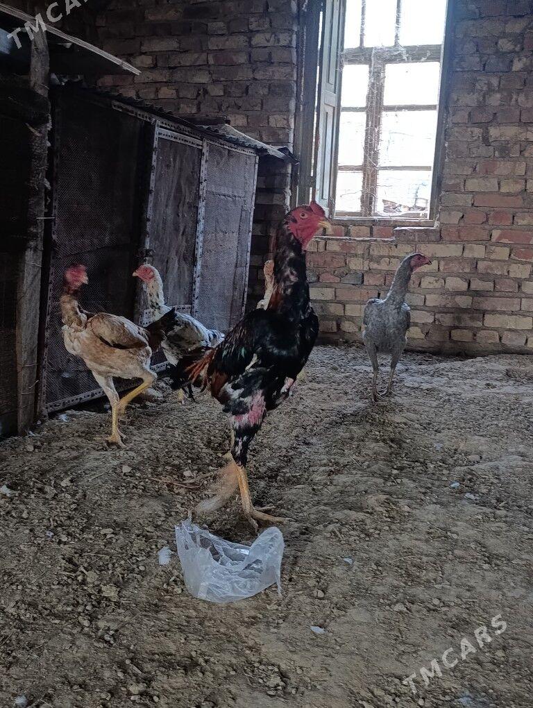 Bayes horaz - Murgap - img 1