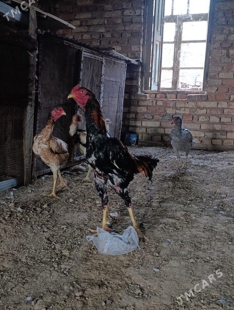 Bayes horaz - Murgap - img 2