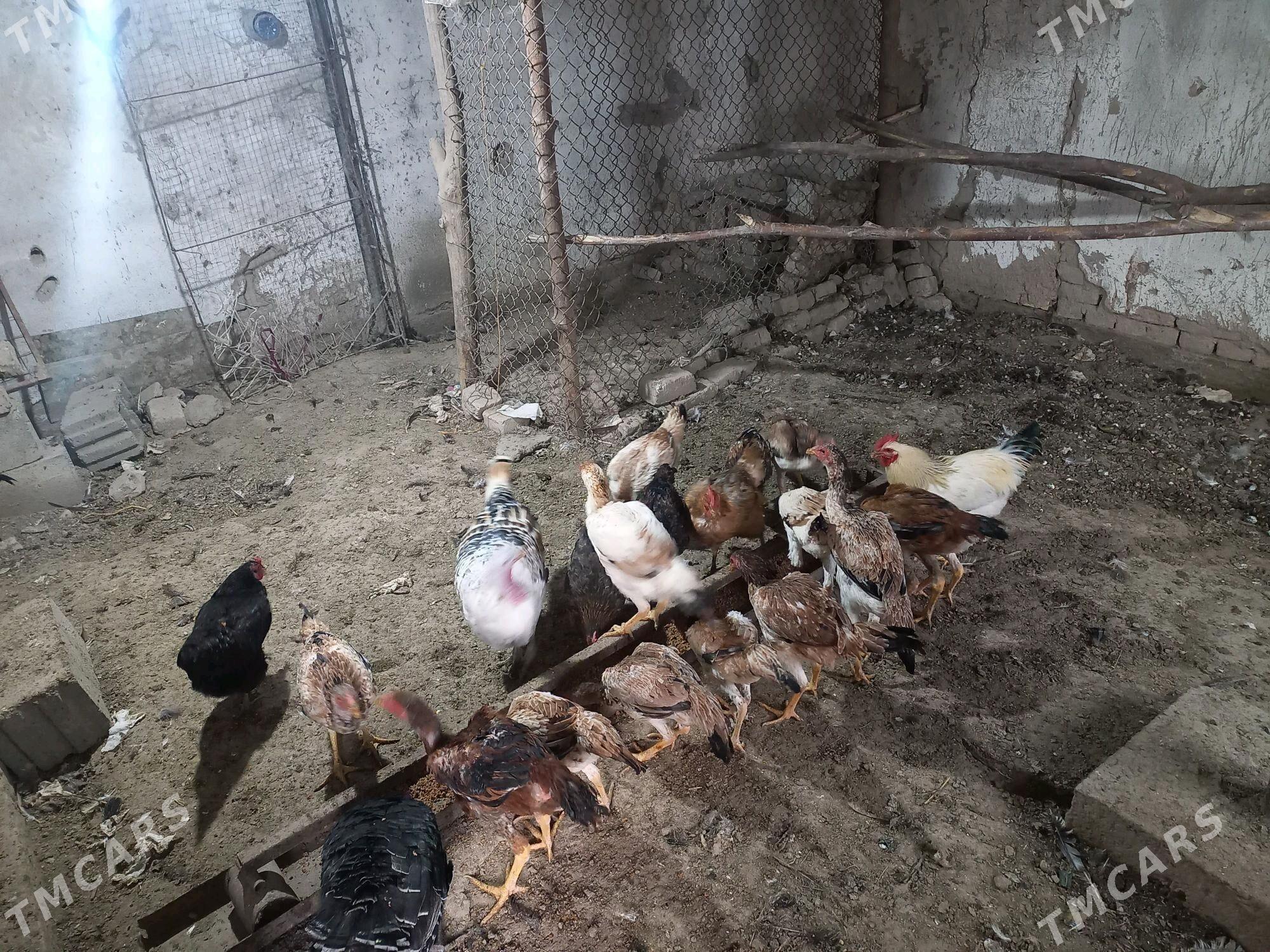 ундук тавук - Шабатский этрап - img 1