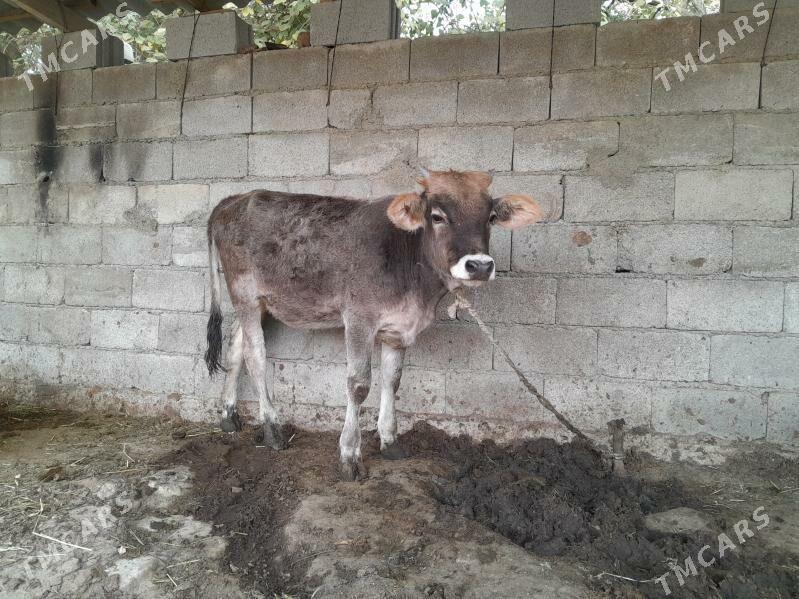 tuwe - Бахарден - img 2