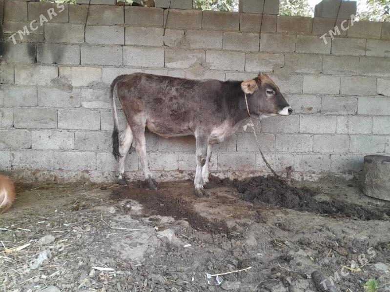 tuwe - Бахарден - img 1