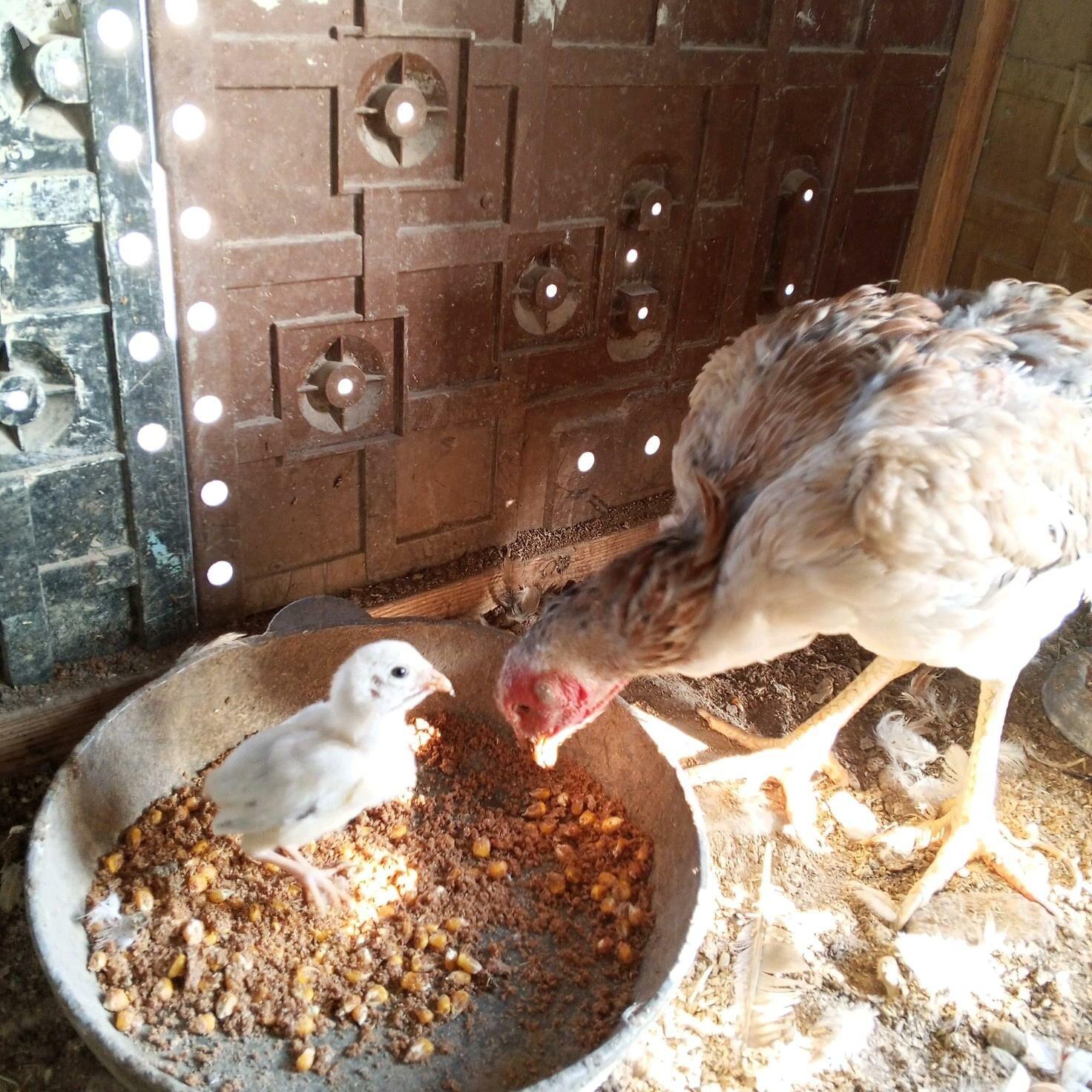 boyes towuk - Mary - img 1