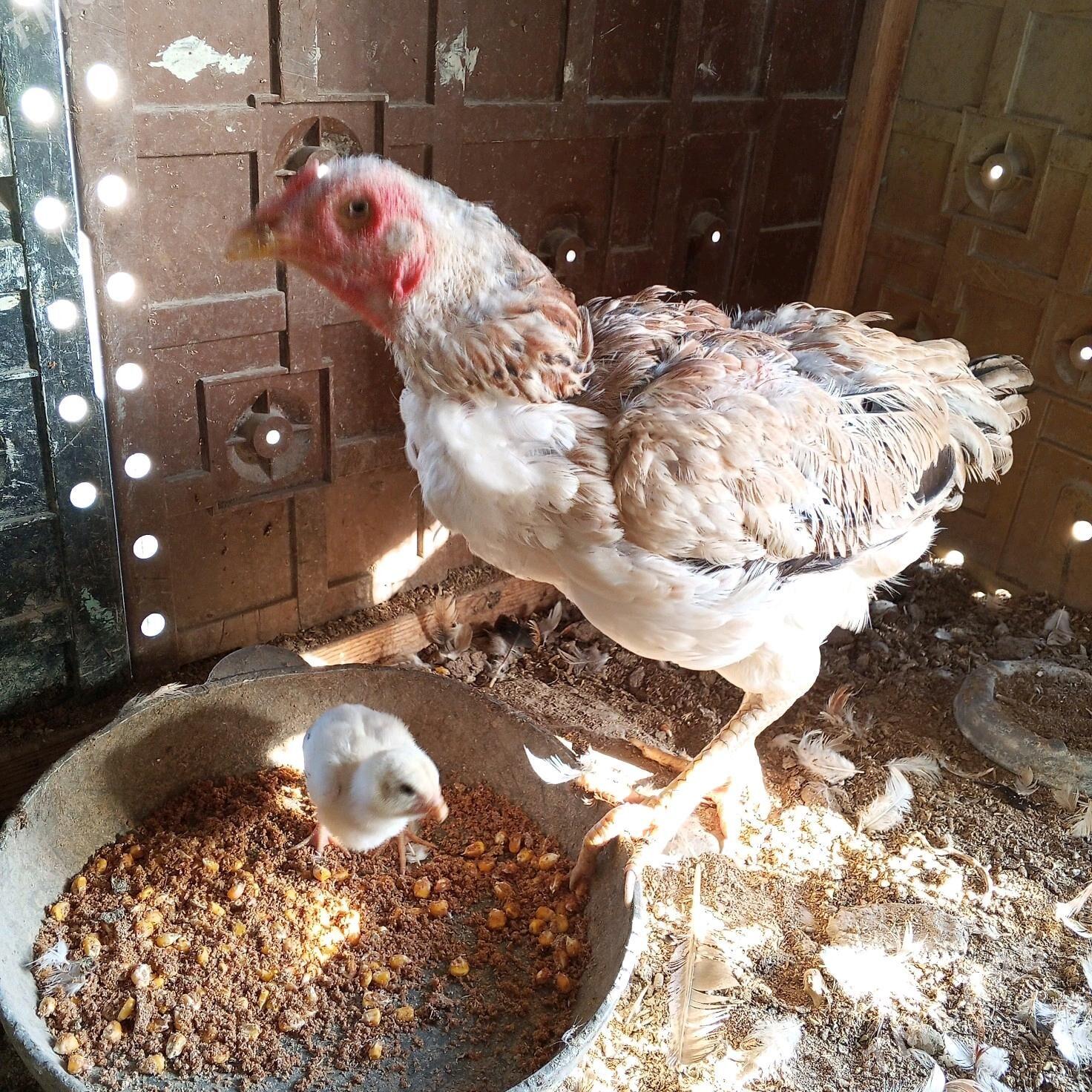 boyes towuk - Mary - img 3