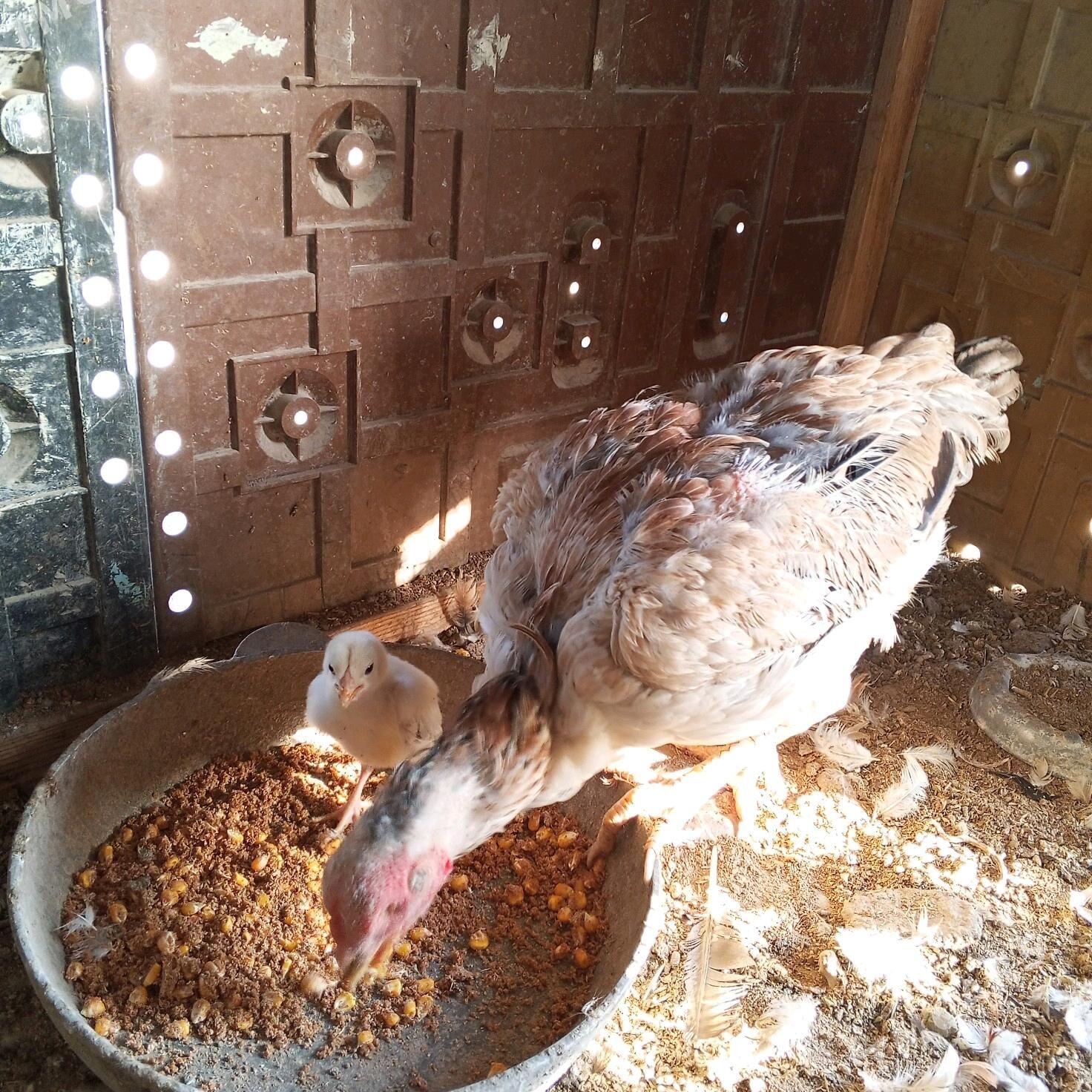 boyes towuk - Mary - img 2