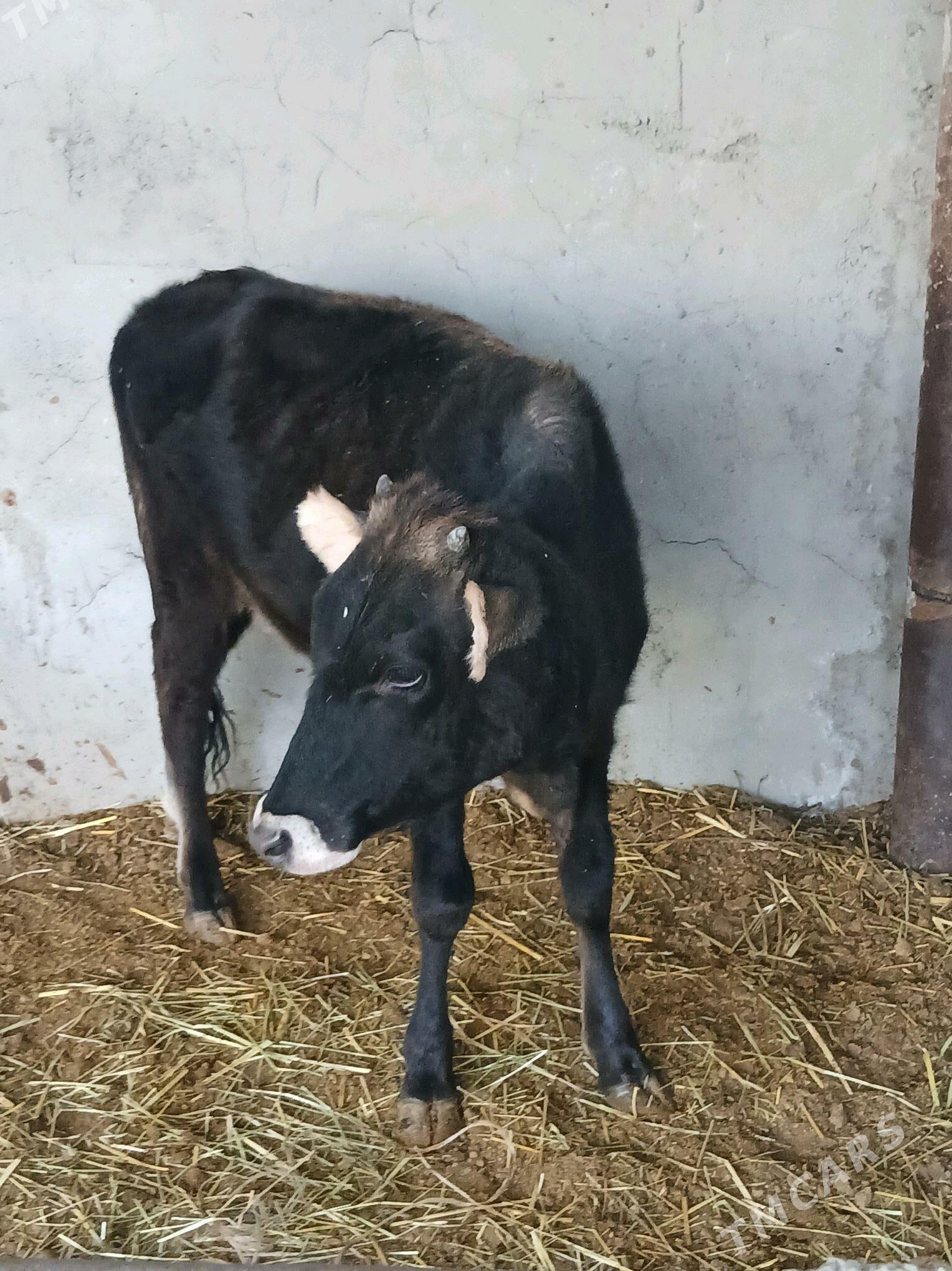 tuwe - Ак-Бугдайский этрап - img 1