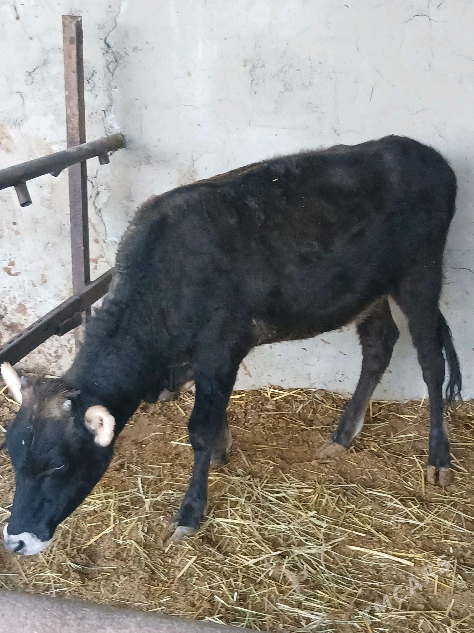 tuwe - Ак-Бугдайский этрап - img 2