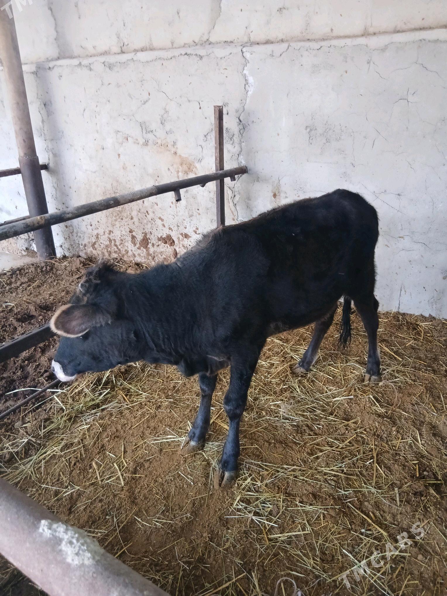 tuwe - Ак-Бугдайский этрап - img 3