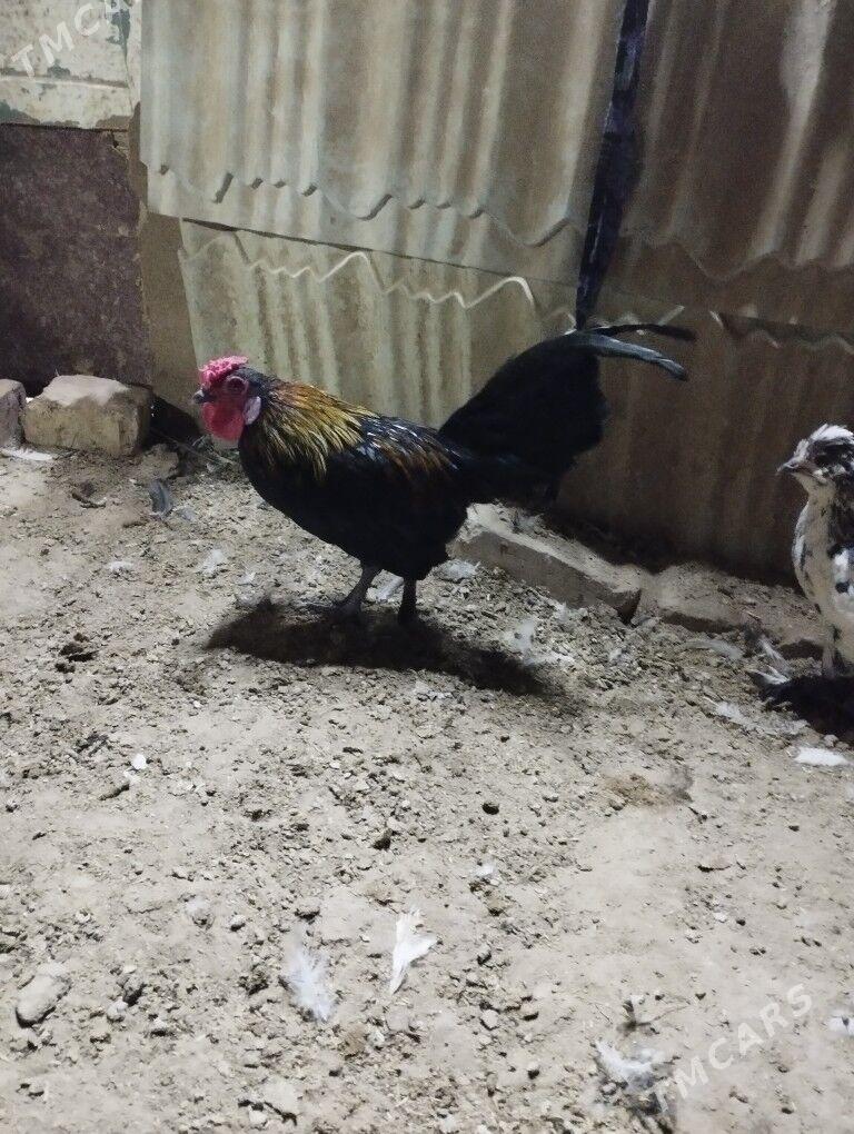 karlik - Теджен - img 2