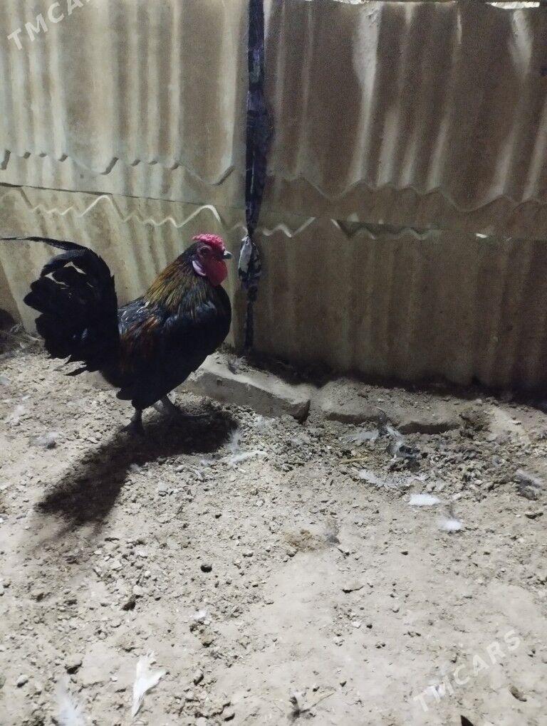 karlik - Теджен - img 1