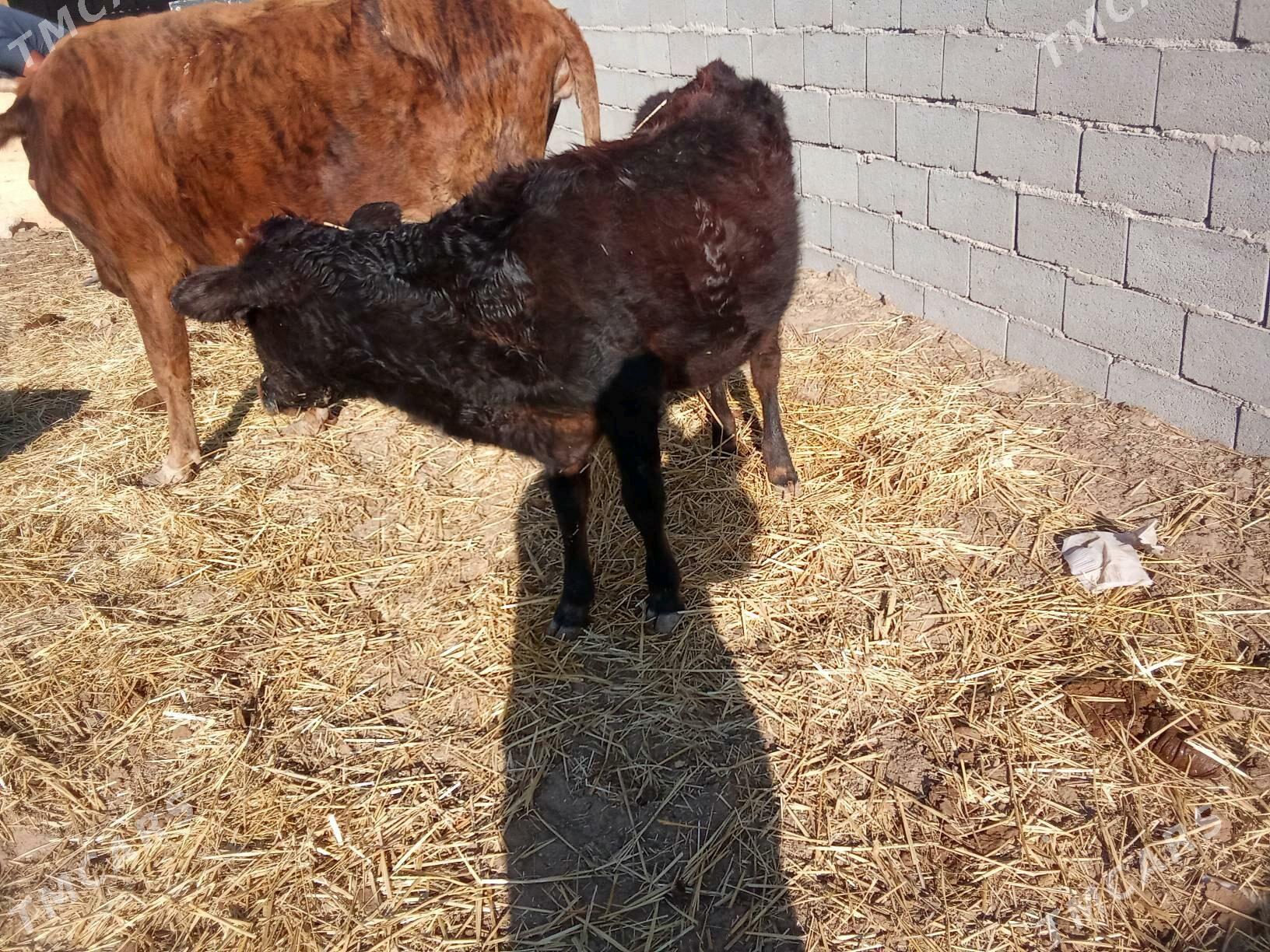 damasny - Туркменбаши - img 2