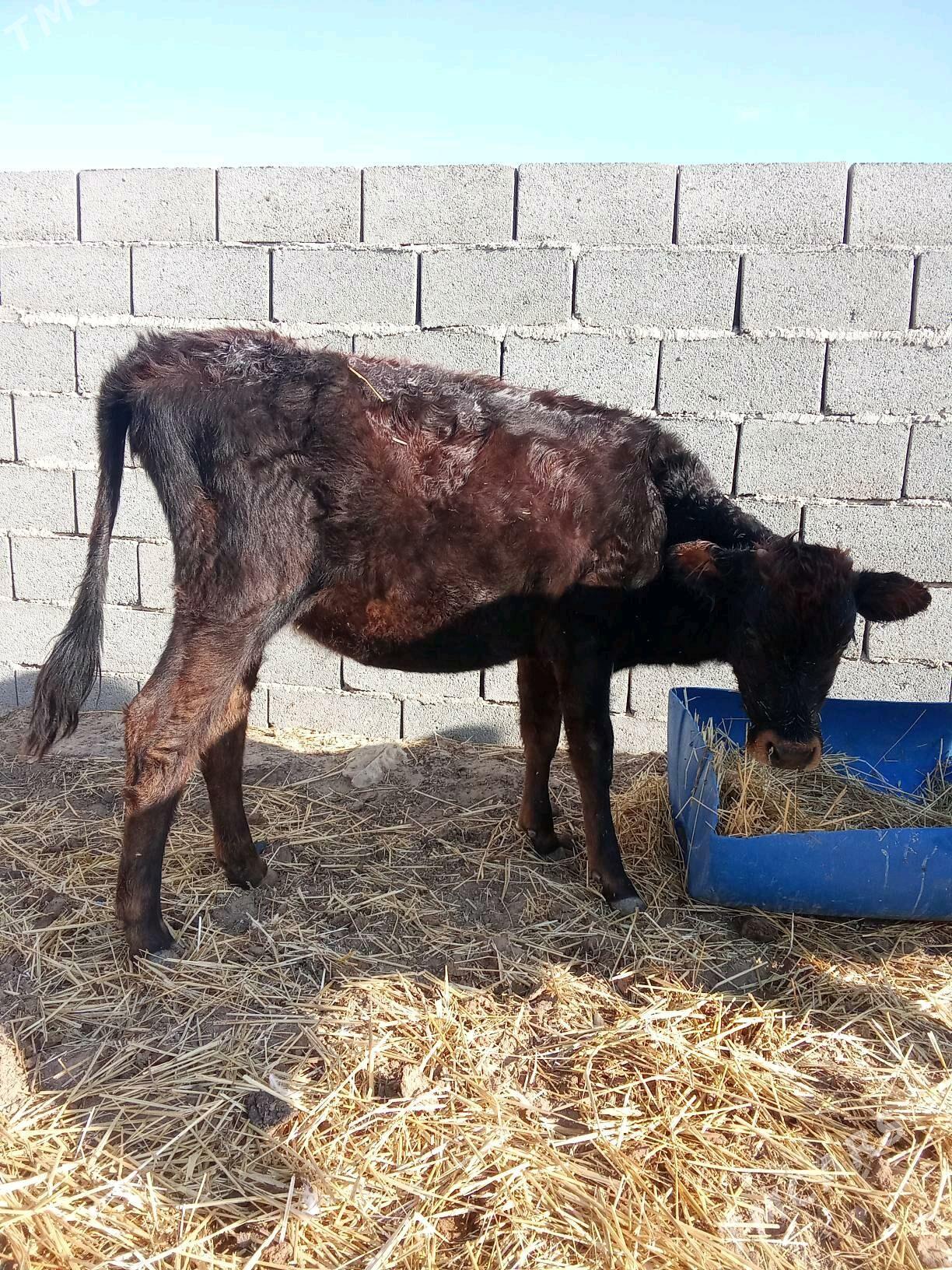 damasny - Туркменбаши - img 1