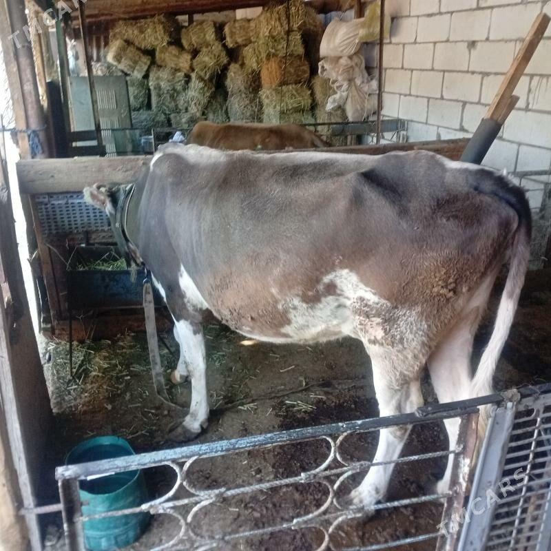 goleli sygyr - Ak bugdaý etraby - img 1