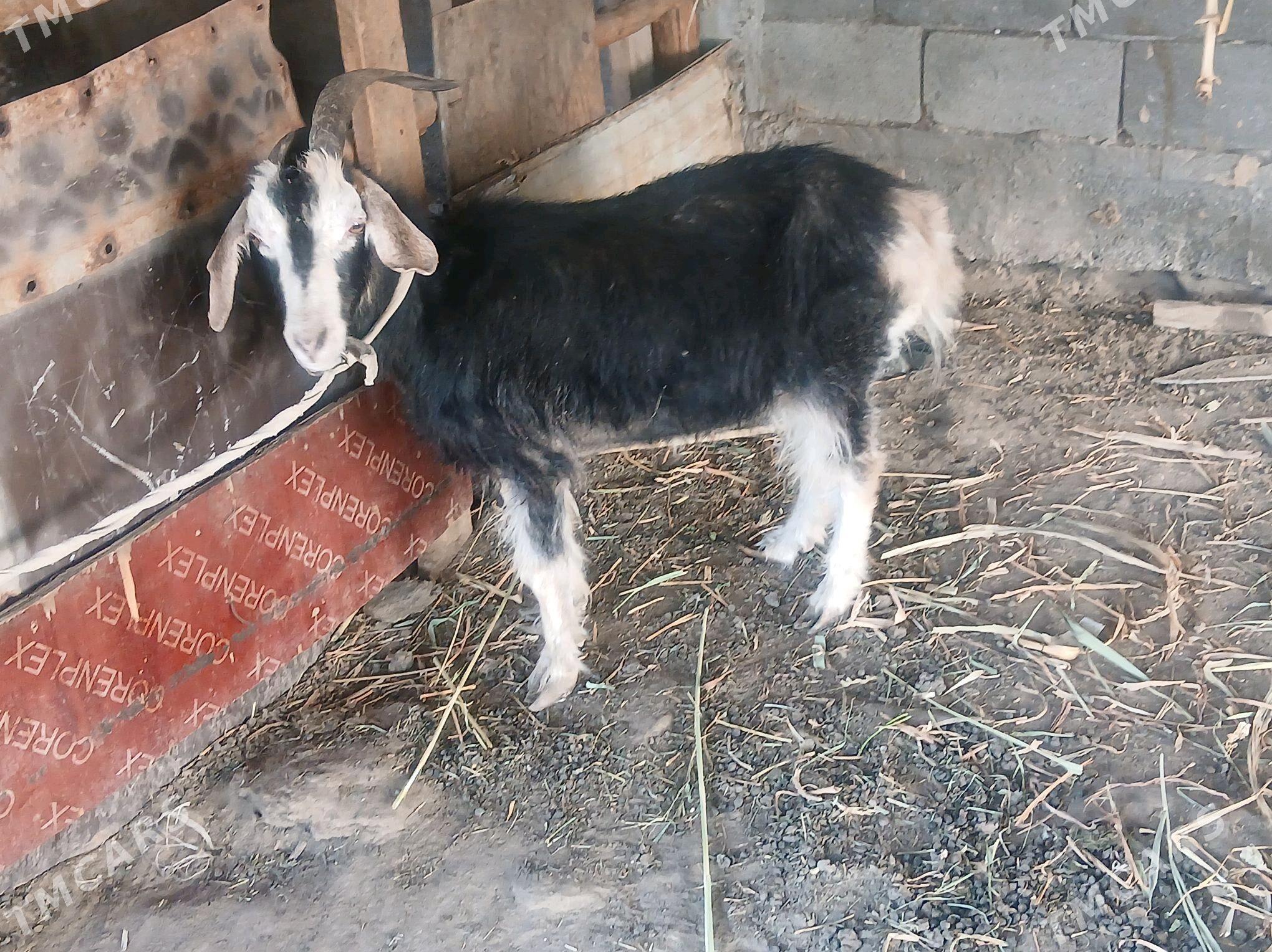 geci - Aşgabat - img 1