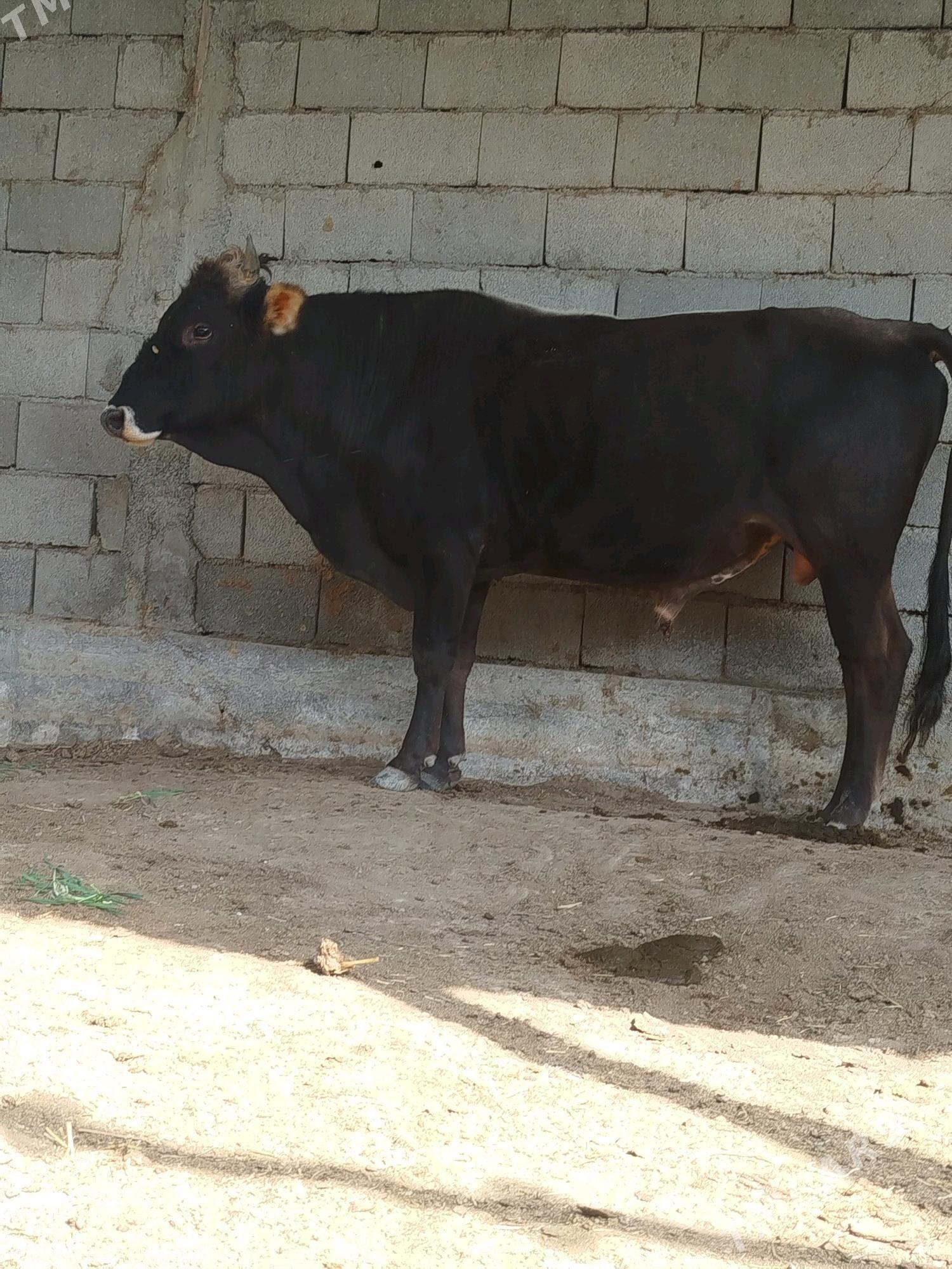 OKUZ - Gökdepe - img 2