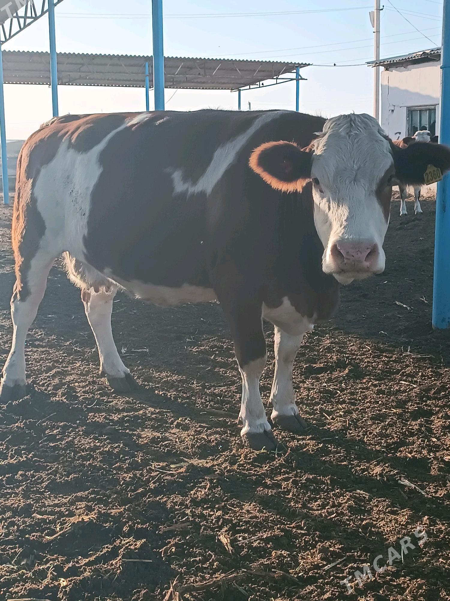 Simmental sygyr - Ак-Бугдайский этрап - img 1