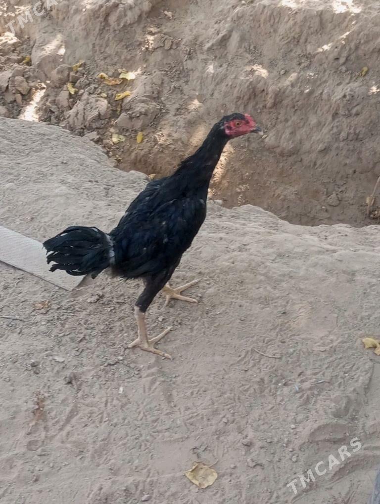 bayes horaz - Mary - img 2