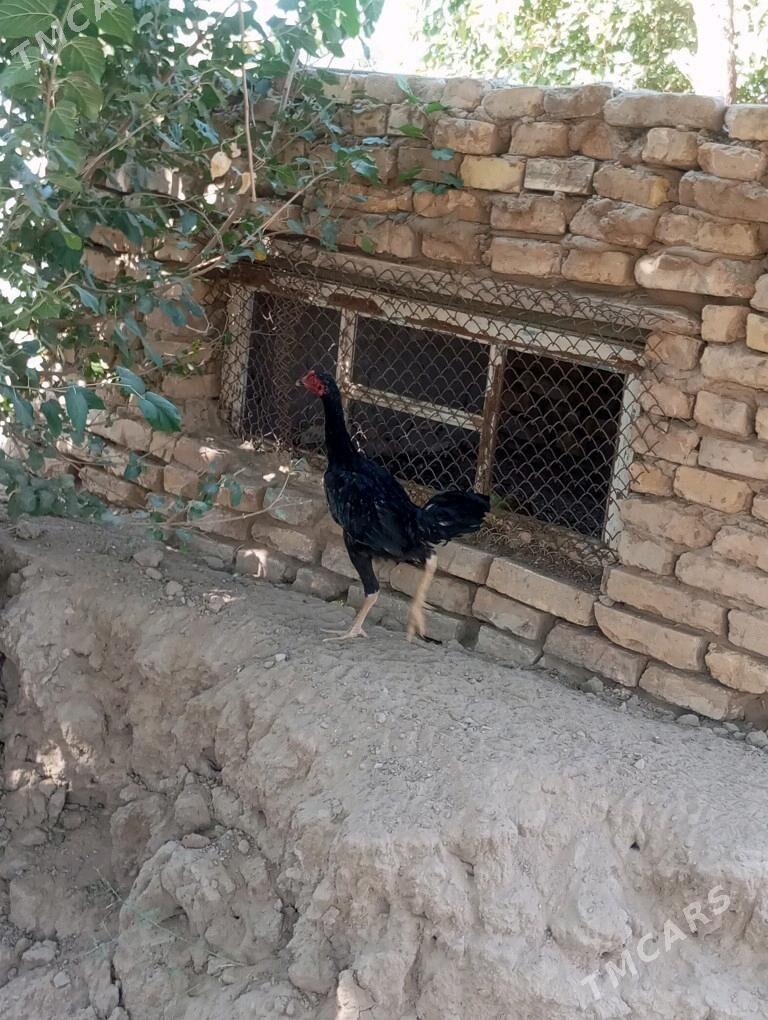 bayes horaz - Mary - img 1