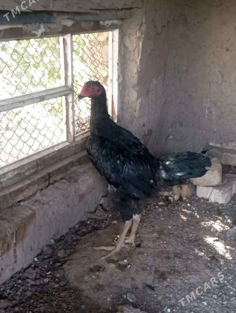 bayes horaz - Mary - img 5