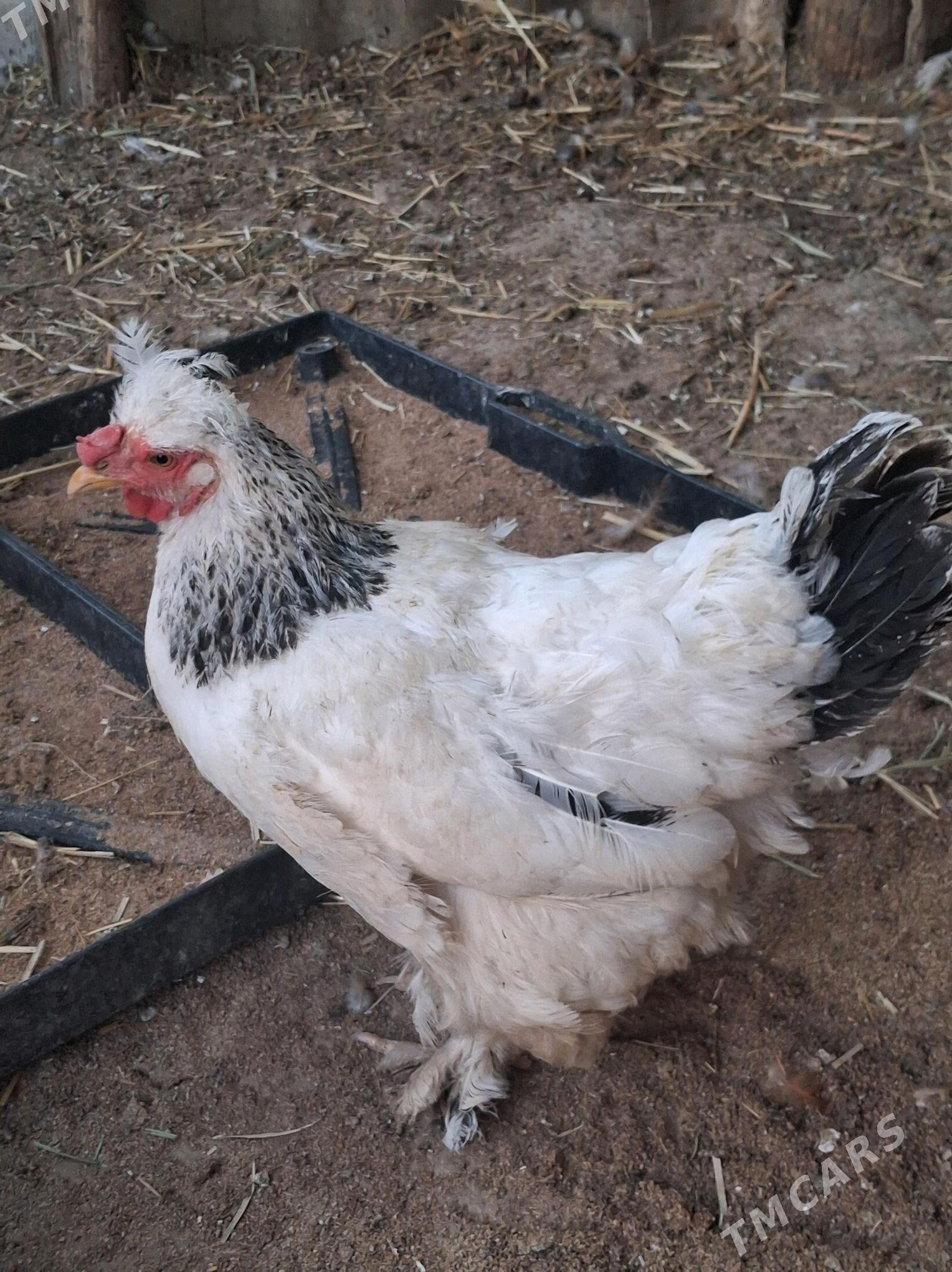 Balgar towuk - Aşgabat - img 2