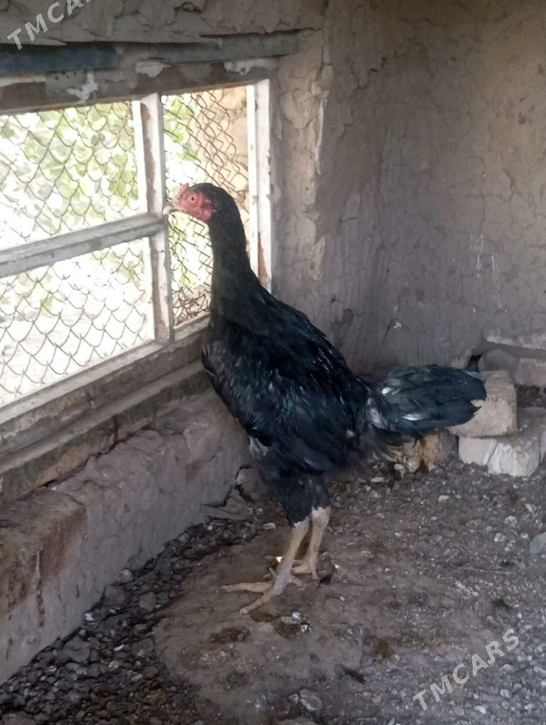 bayes horaz - Mary - img 6