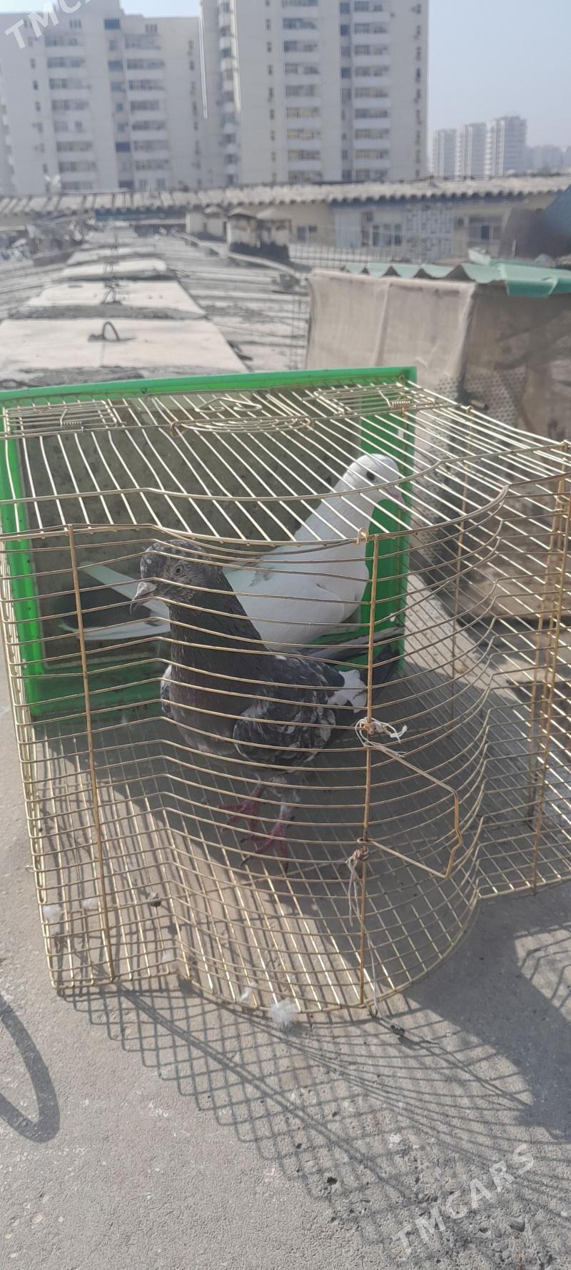 kepderi - Aşgabat - img 9