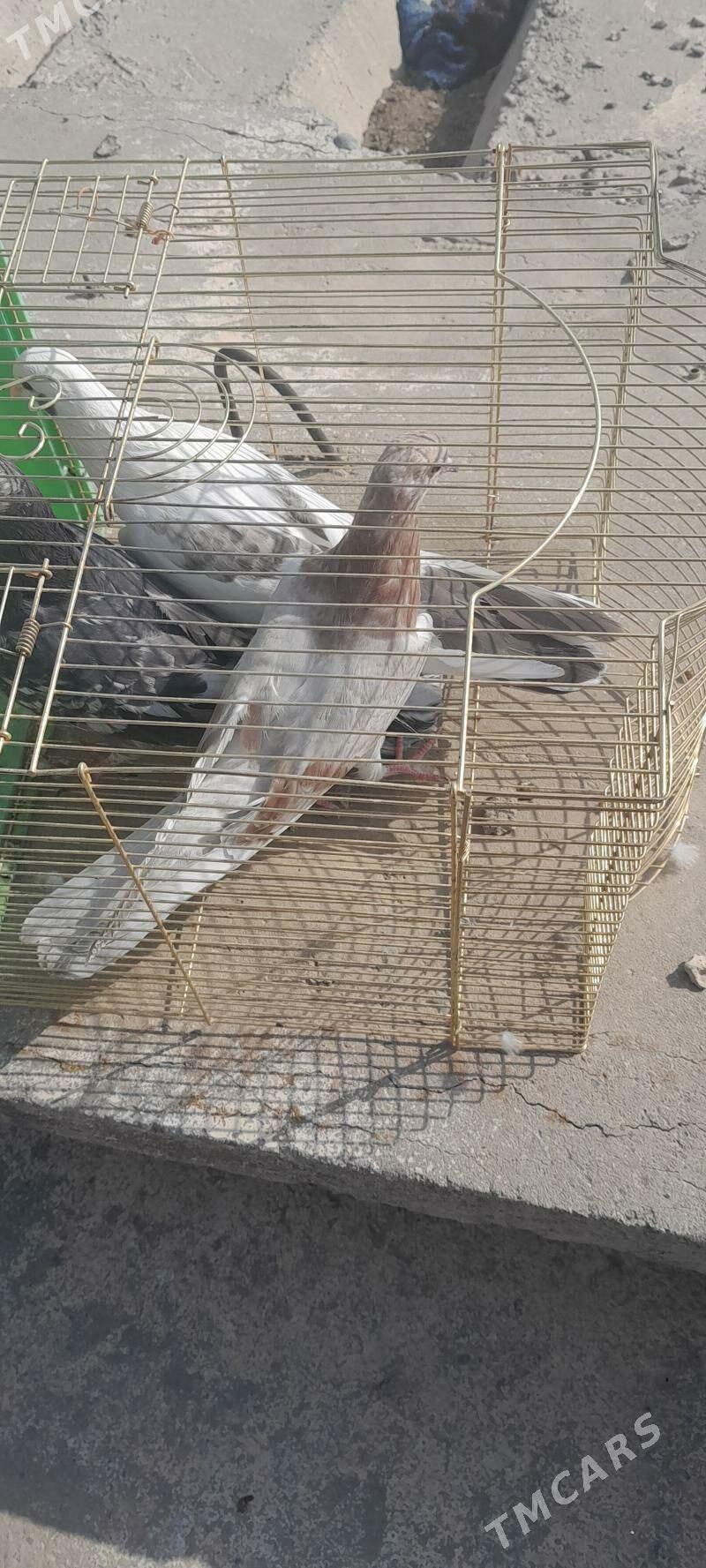 kepderi - Aşgabat - img 8