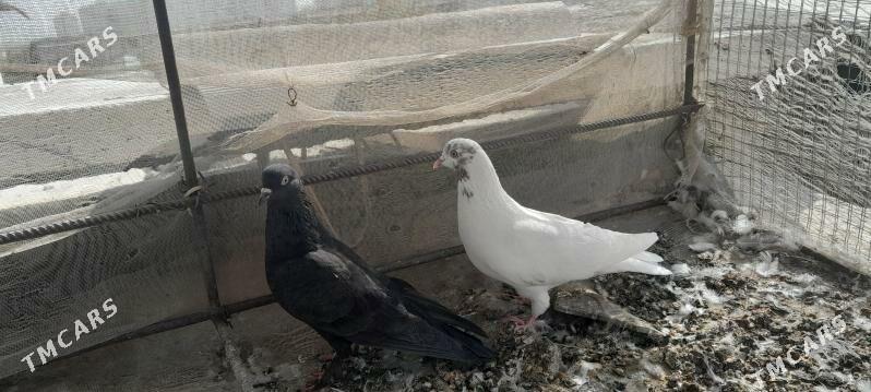 kepderi - Aşgabat - img 10