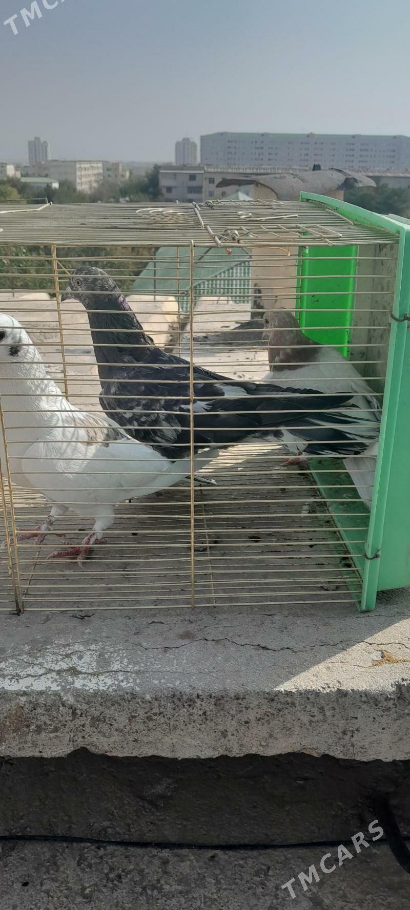 kepderi - Aşgabat - img 6