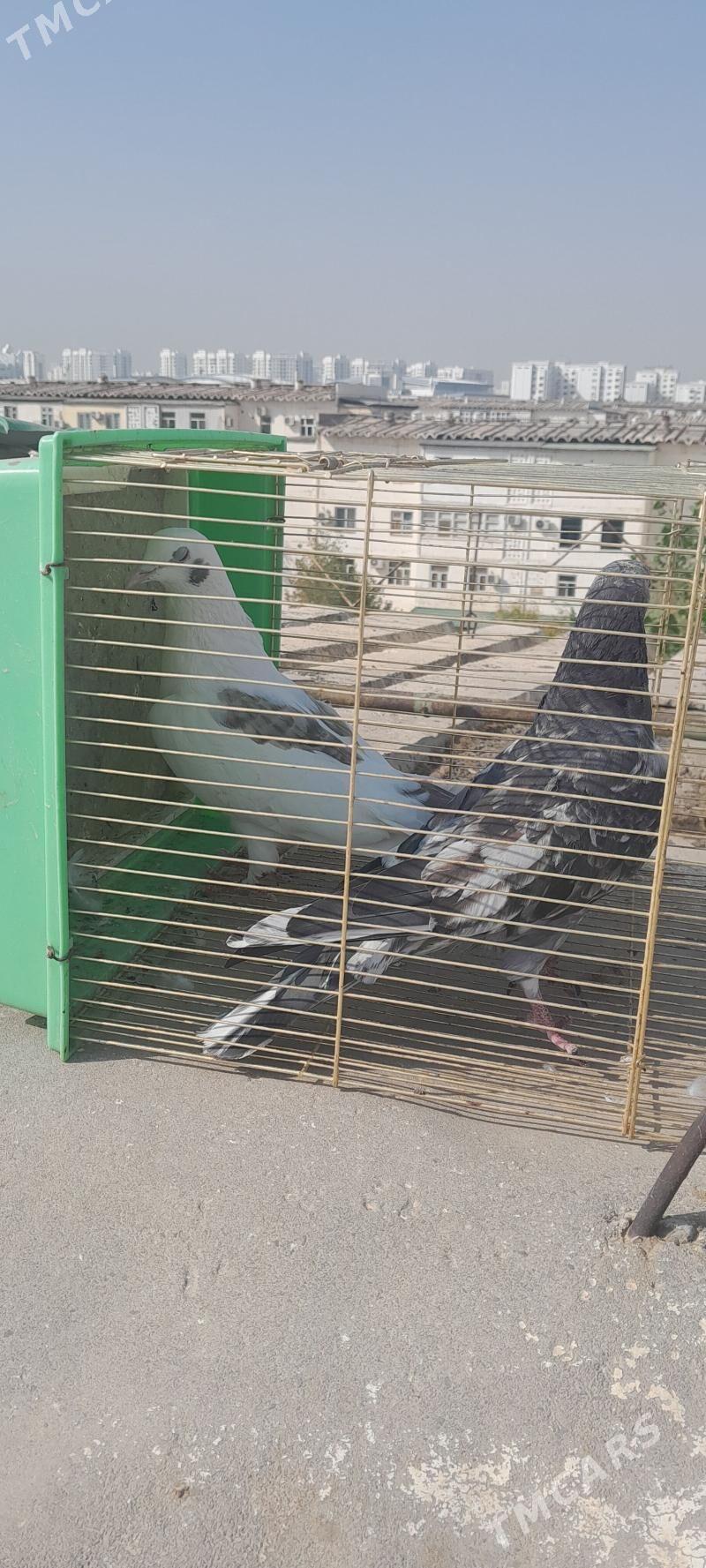 kepderi - Aşgabat - img 4