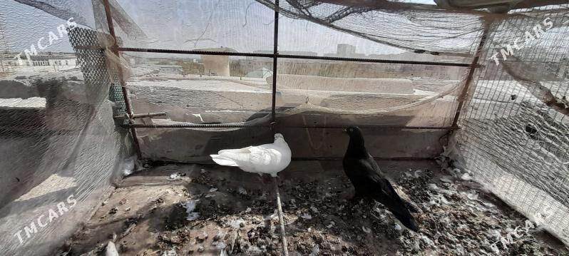 kepderi - Aşgabat - img 3