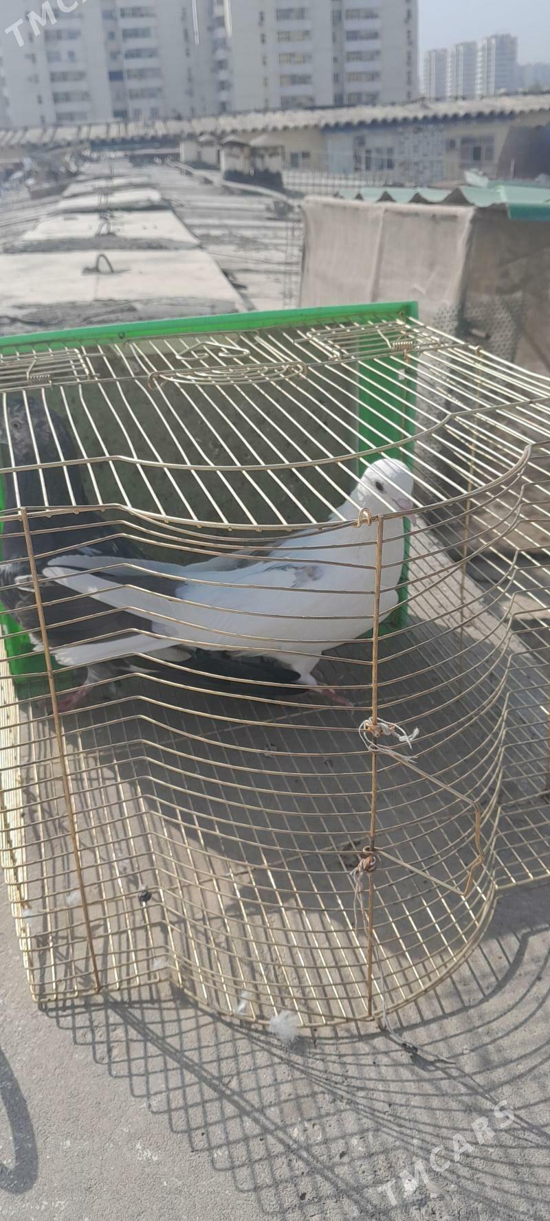 kepderi - Aşgabat - img 7