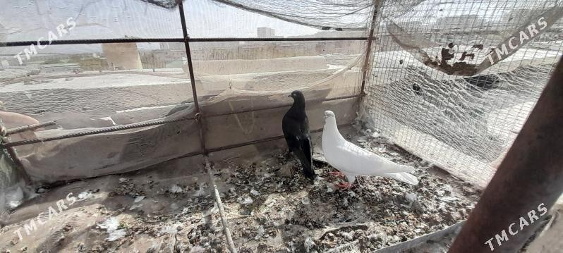 kepderi - Aşgabat - img 5