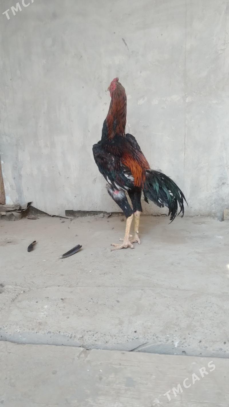 horaz - Daşoguz - img 3