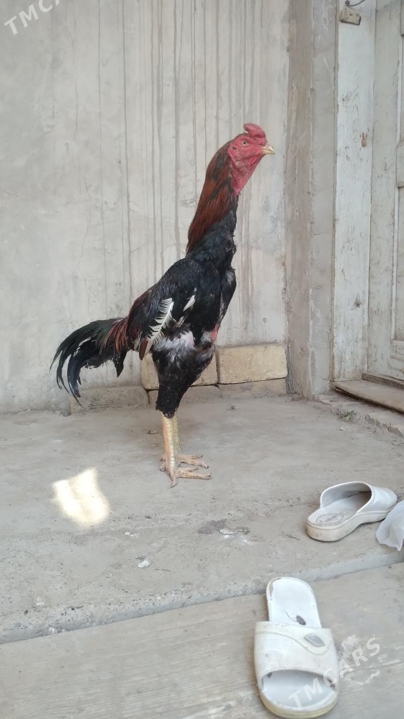 horaz - Daşoguz - img 2