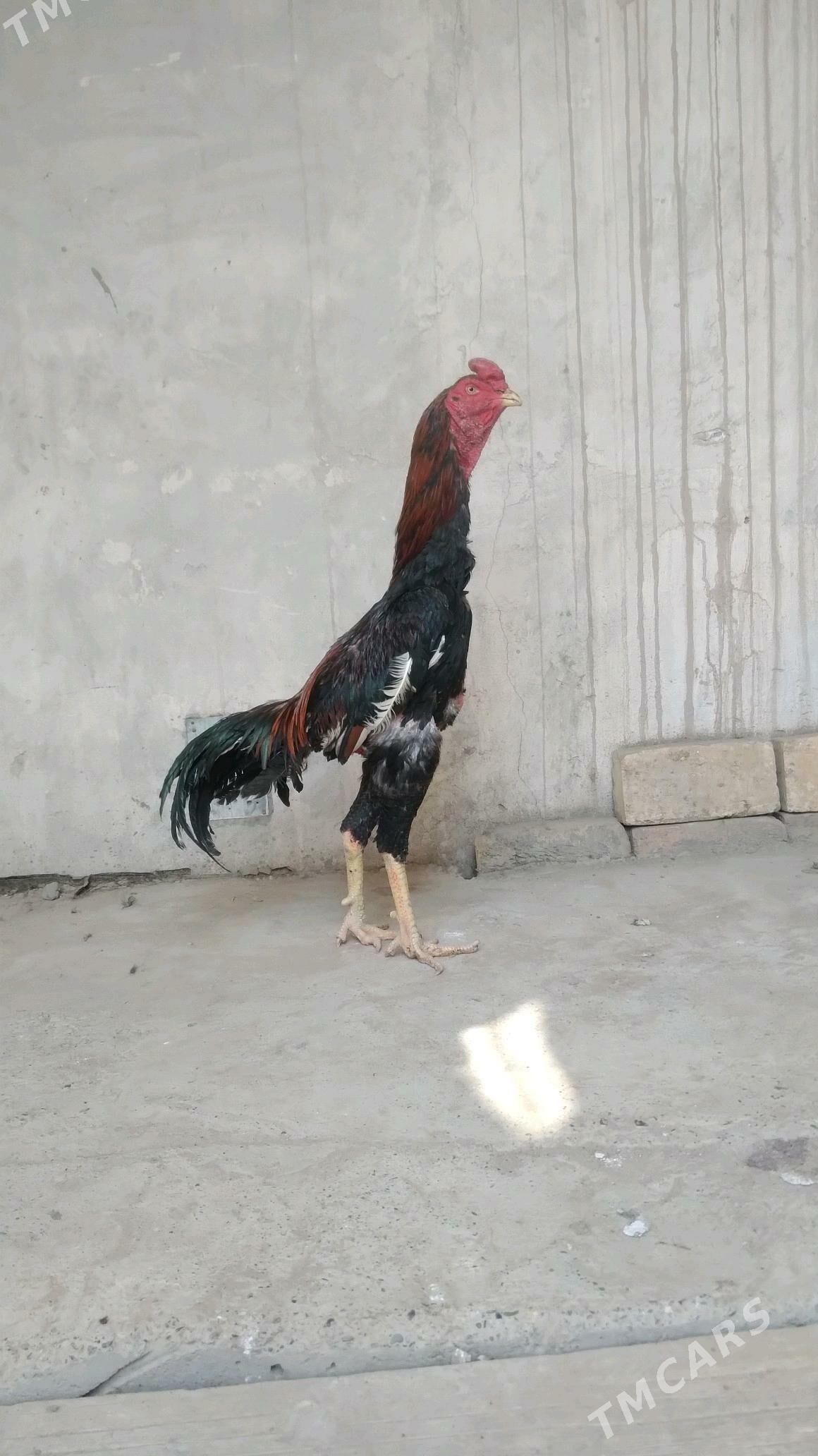 horaz - Daşoguz - img 4