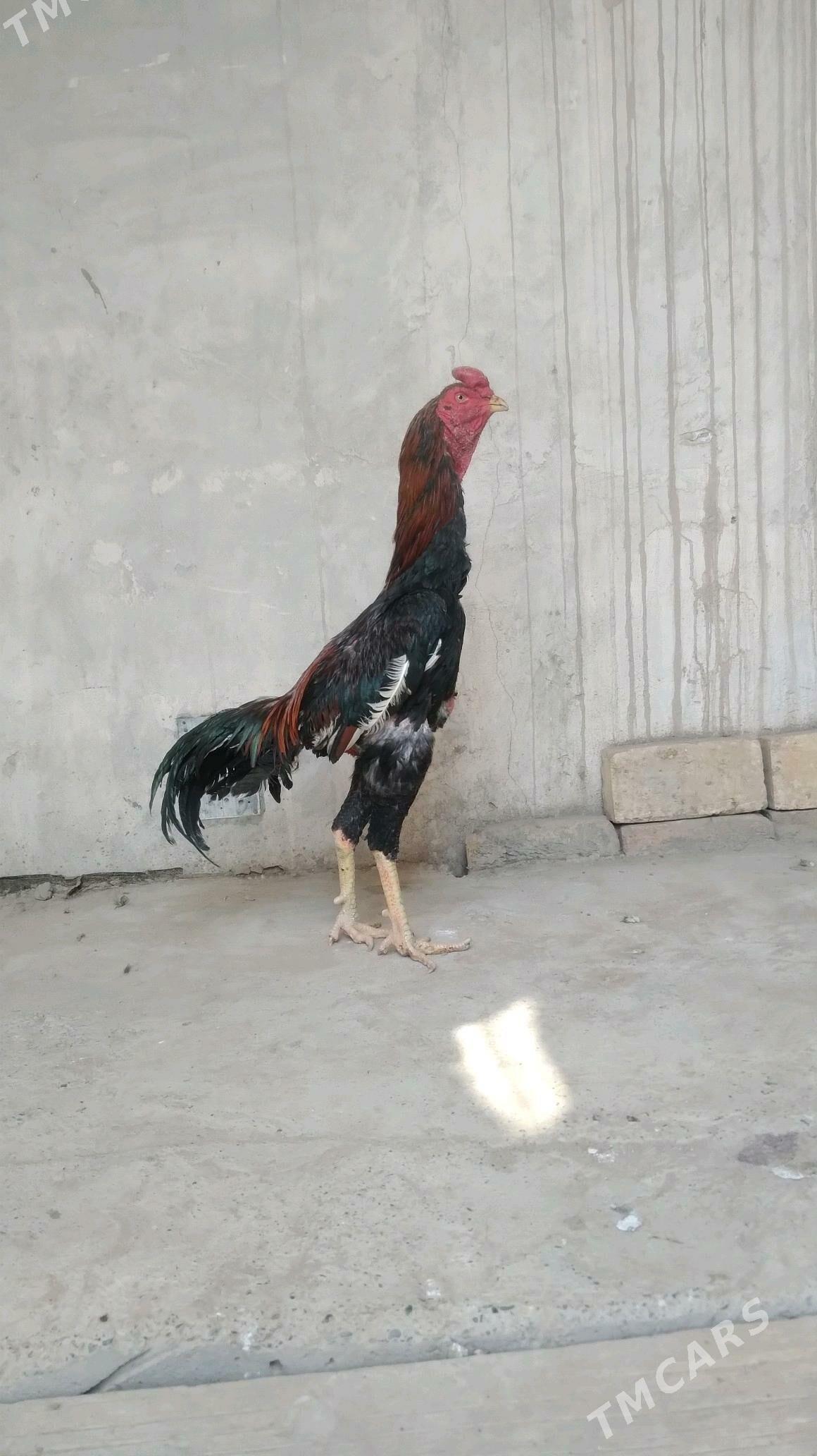 horaz - Daşoguz - img 5