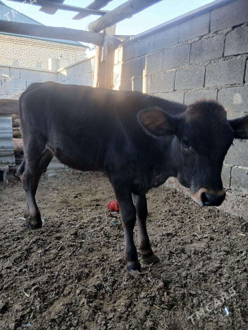 tuwe - Бахарден - img 2