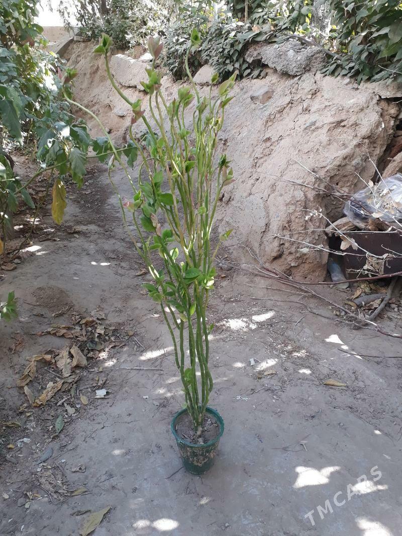 Gul domasny - Ашхабад - img 1