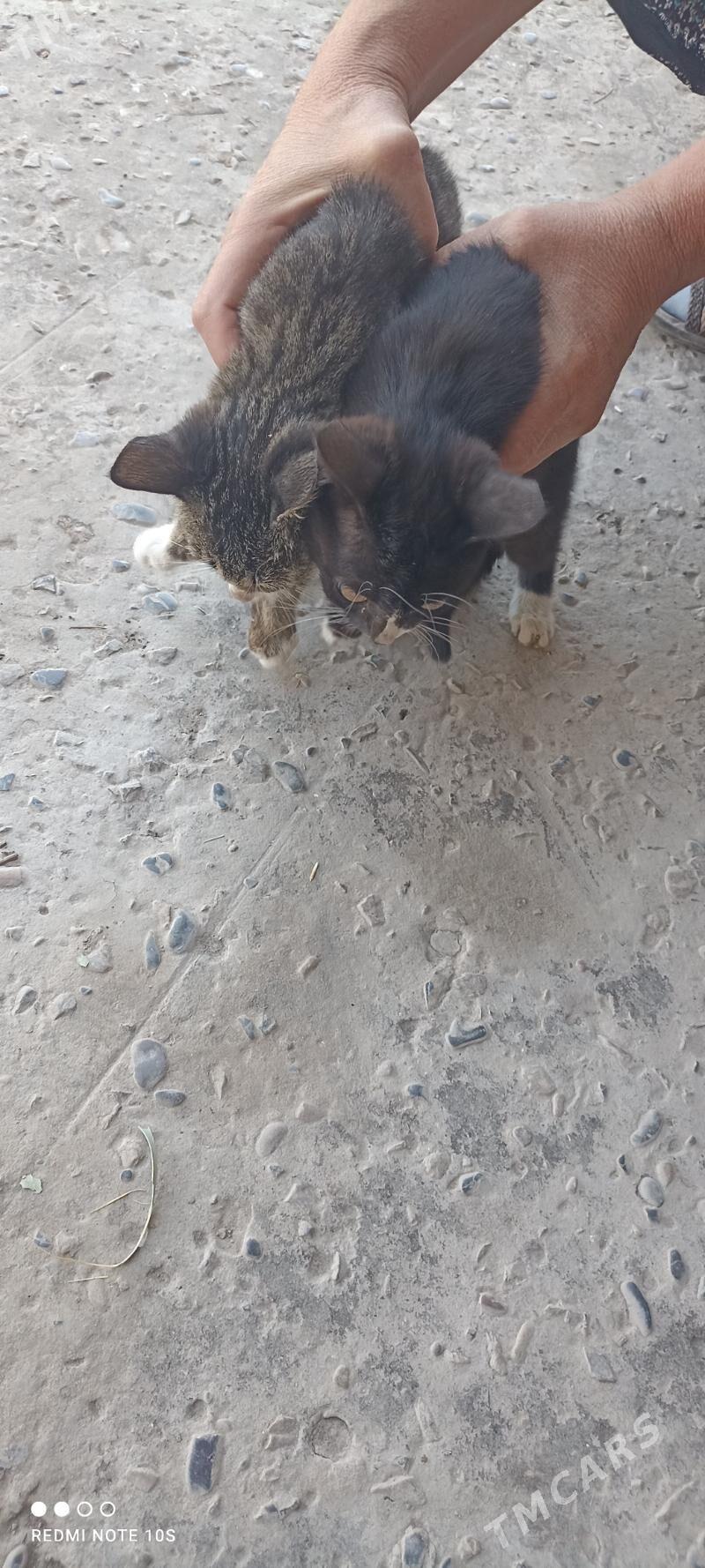 пишик - Dänew - img 1