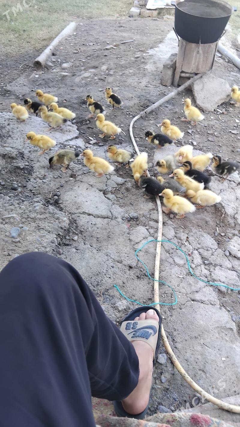 ordek juje - Wekilbazar - img 3