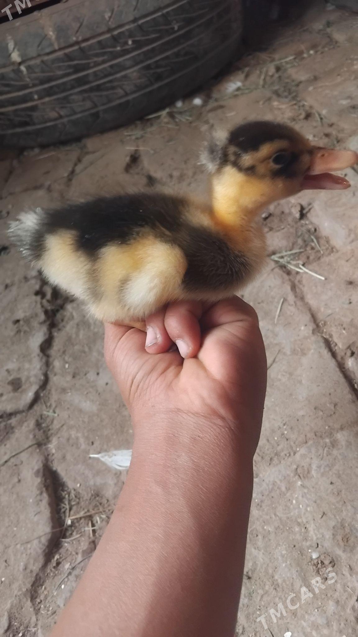 ordek juje - Wekilbazar - img 2