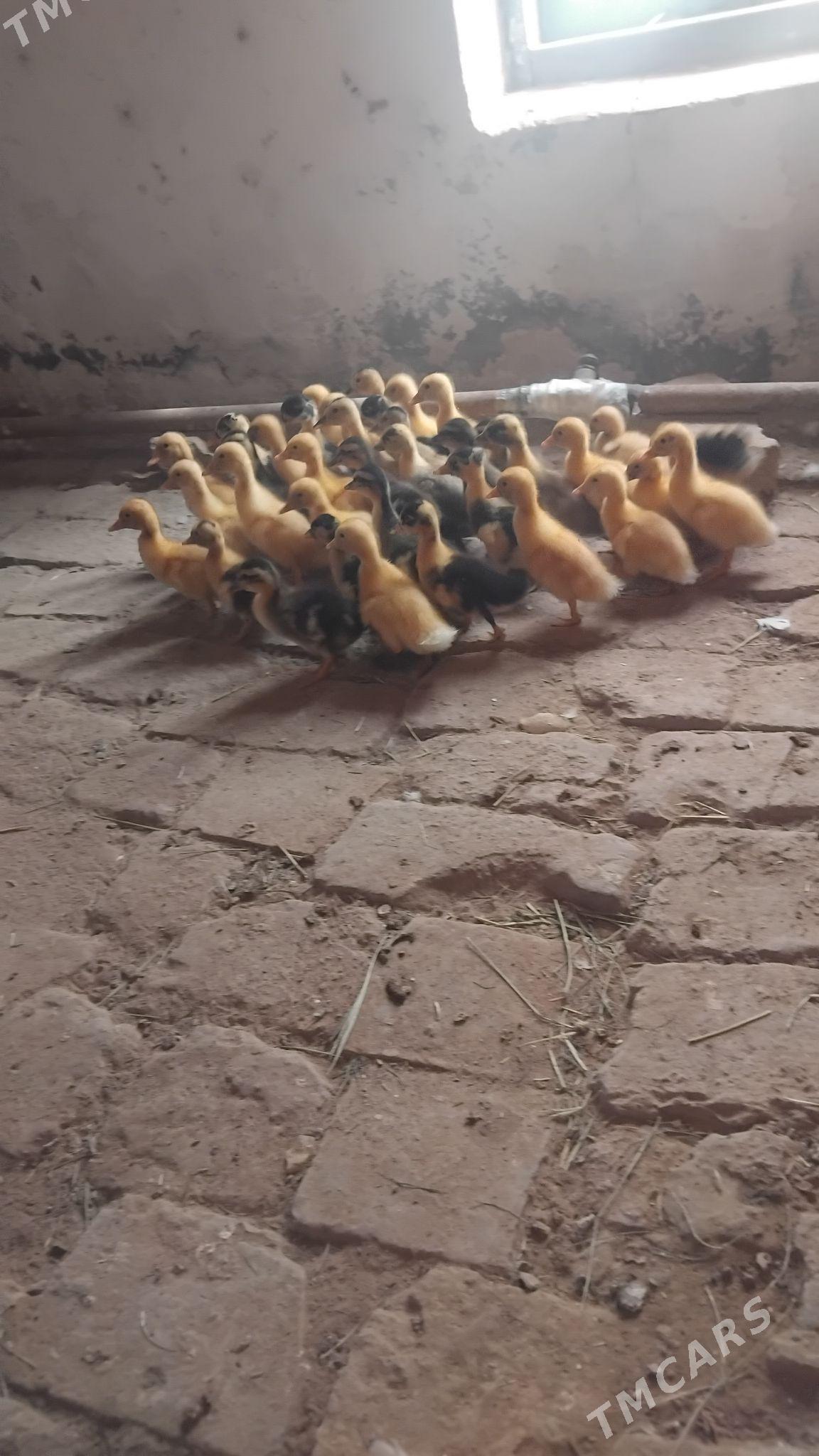 ordek juje - Wekilbazar - img 1