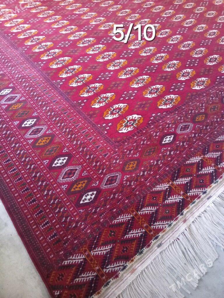 el haly 5/10 - Bäherden - img 2