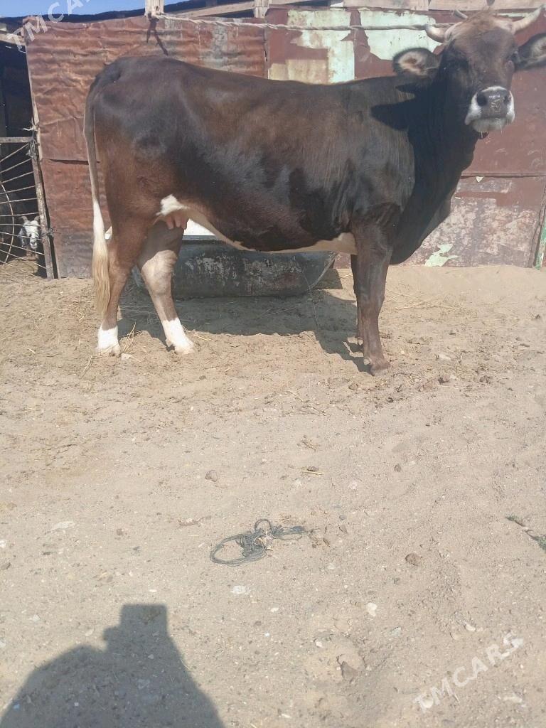 sygyr - Balkanabat - img 3